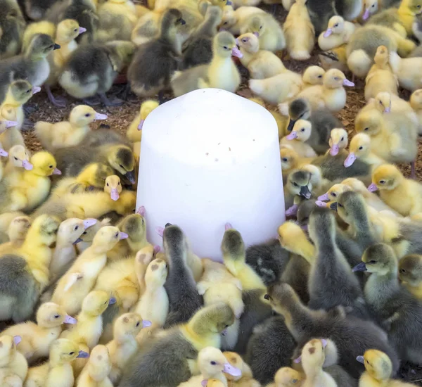 Large group of newly hatched ducklings on a farm. — Stock Photo, Image