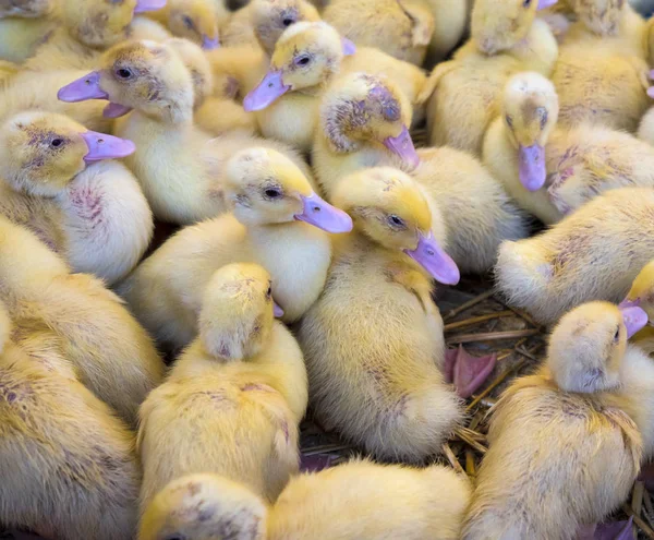 Large group of newly hatched ducklings — Stock Photo, Image