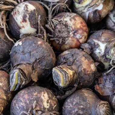 Çiçek soğanı görünümünü bir piyasada yakından.