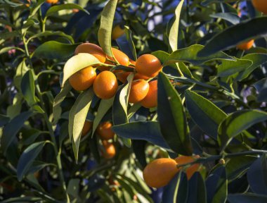  Portakal narenciye Kamkat ağacı üzerinde
