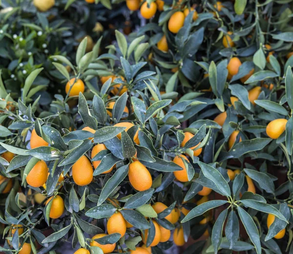 Buah jeruk sitrus pada pohon Kumquat — Stok Foto