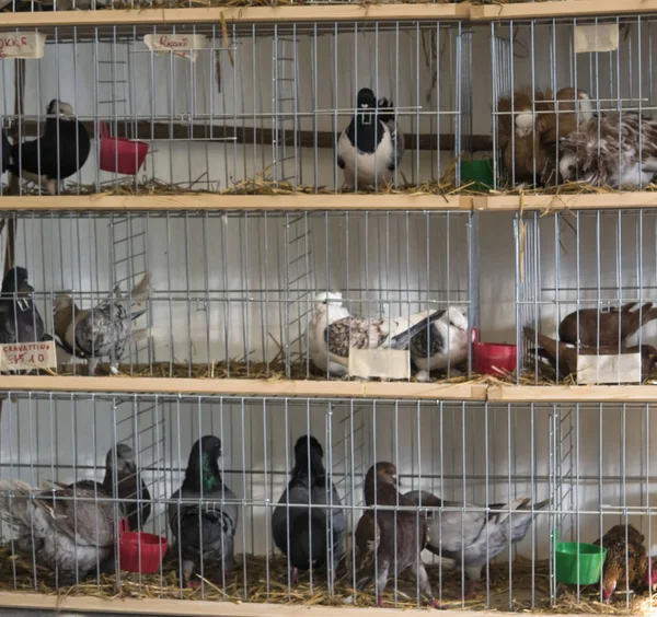 Pombos em uma jaula prontos para venda — Fotografia de Stock