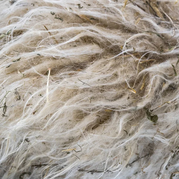 Pile of unprocessed high quality New Zealand wool. — Stock Photo, Image