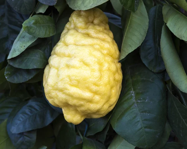 Sorrento, Italia Giant yellow bergamot on tree — Stok Foto