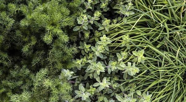 Vertical texture herb garden in an urban patio