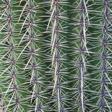  Güzel kaktüs doku doğal arka plan 