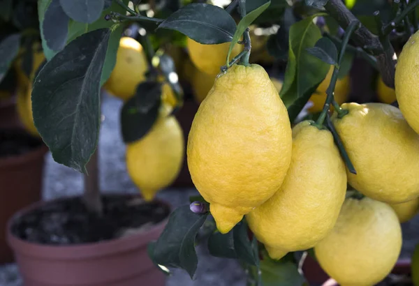 Amalfi, Italia - limoni in vaso per strada . — Foto Stock