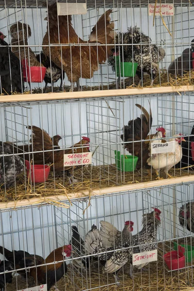 Galinhas em uma gaiola pronta para venda no mercado italiano — Fotografia de Stock