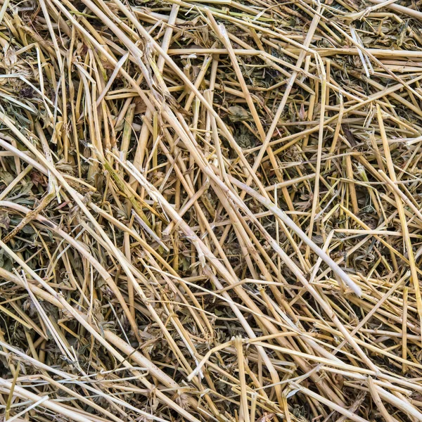 Close up of straw background texture. — Stock Photo, Image