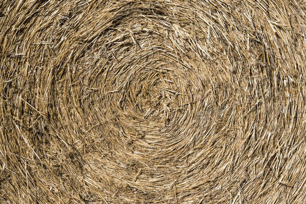 Close up of straw background texture.