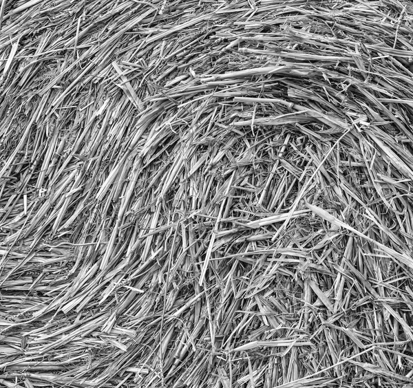 Close up of straw background texture. — Stock Photo, Image