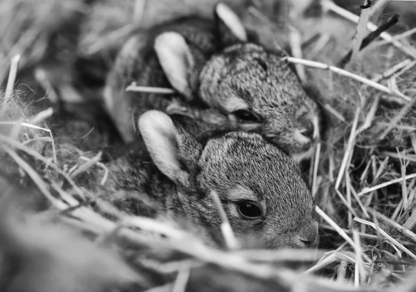 Eine Gruppe neugeborener Kaninchen auf einem Bauernhof — Stockfoto