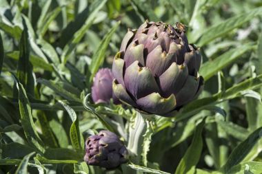 Birkaç enginar çekim yakın 