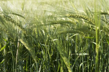  Alan, erken sabah yeşil buğday