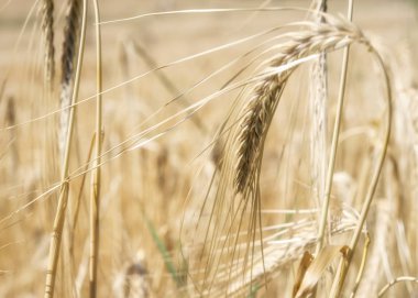 Bir tarlada yetişen sarı tahıllar hasat için hazır.