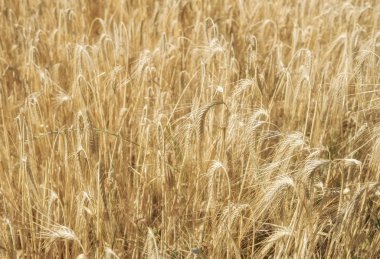 Bir tarlada yetişen sarı tahıllar hasat için hazır.