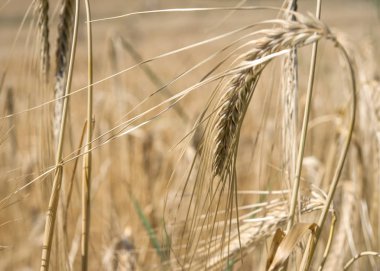  Bir tarlada yetişen sarı tahıllar hasat için hazır.