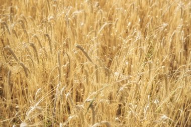 Bir tarlada yetişen sarı tahıllar hasat için hazır.