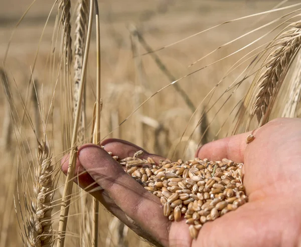 Grain grains in the hand.Harvest concept