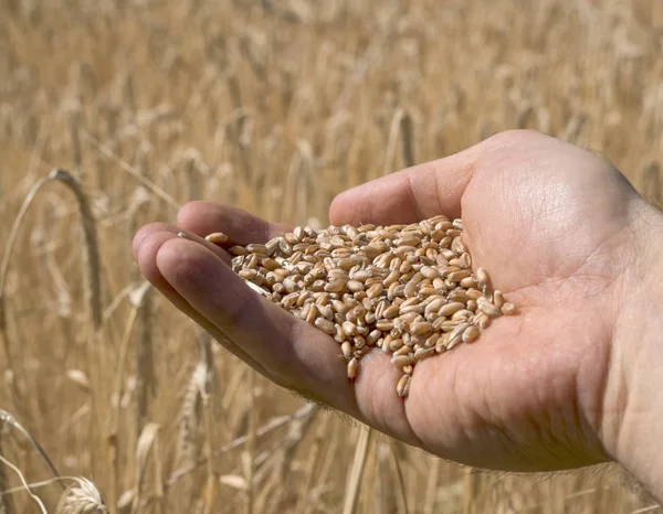 Grain grains in the hand.Harvest concept