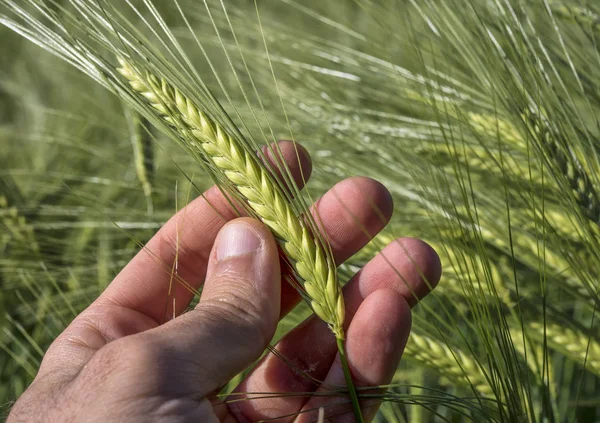  Bahar alan sığ derinliği ile yeşil buğday kulaklarını kapat