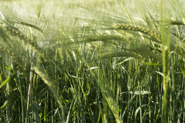  Alan, erken sabah yeşil buğday