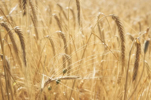 Bir tarlada yetişen sarı tahıllar hasat için hazır.