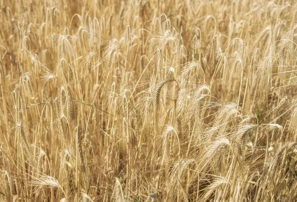 Bir tarlada yetişen sarı tahıllar hasat için hazır.