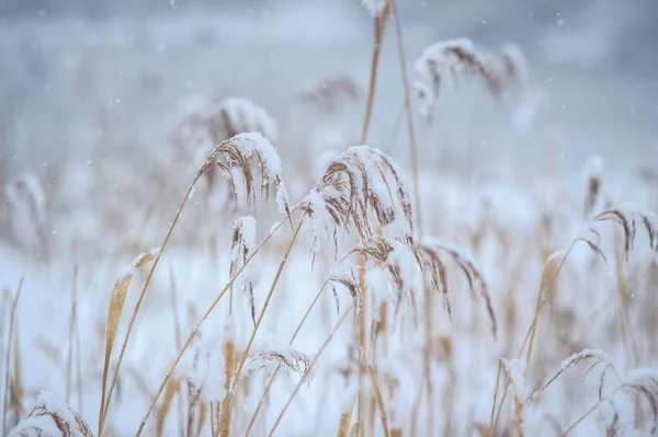 La hierba seca bajo la nieve —  Fotos de Stock