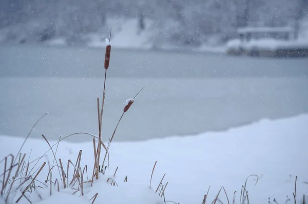 Reed pod śniegiem — Zdjęcie stockowe