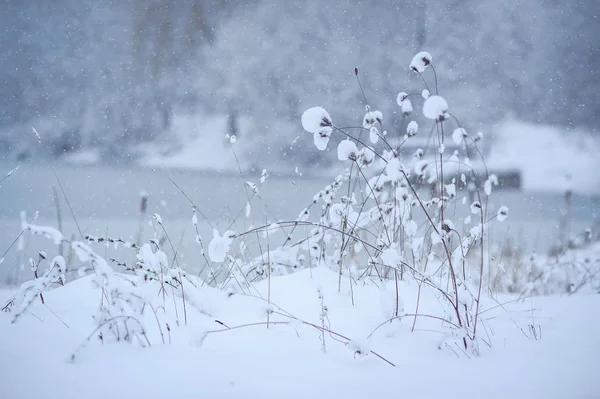 Suché trávy pod sněhem — Stock fotografie