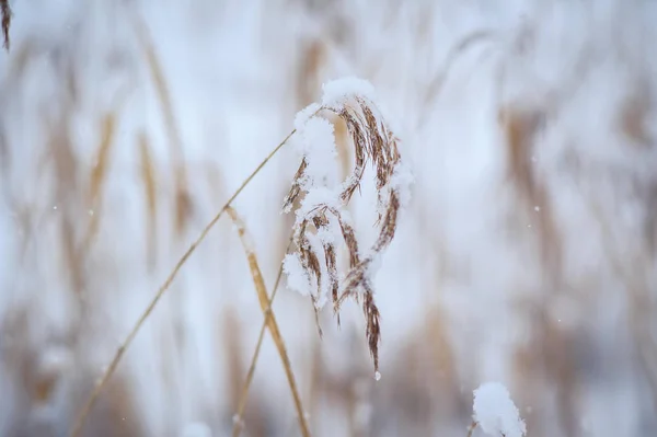 A száraz fű alatt a hó — Stock Fotó