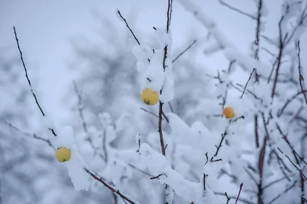 Яблоки под снегом — стоковое фото