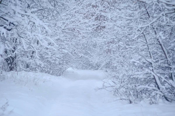 El camino en la nieve — Foto de Stock