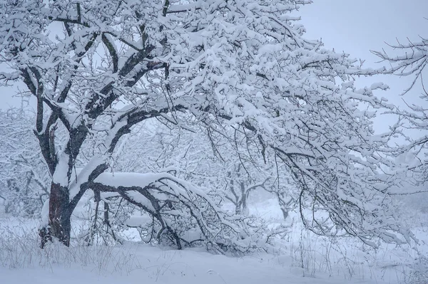 Fák a hóban — Stock Fotó