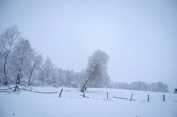 Дерева на снігу — стокове фото