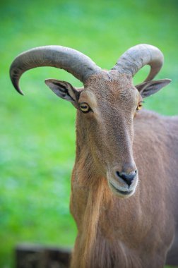 Bir dağ keçisinin portresi