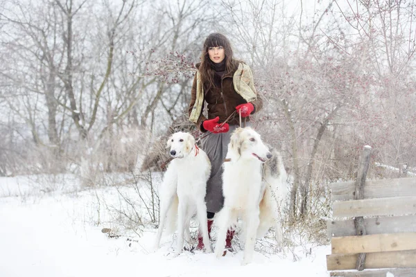 Chica con dos galgos en el invierno, cayendo nieve —  Fotos de Stock