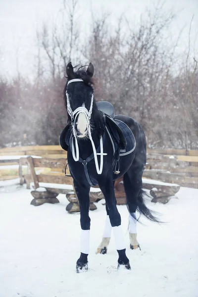 Belo cavalo preto no inverno — Fotografia de Stock