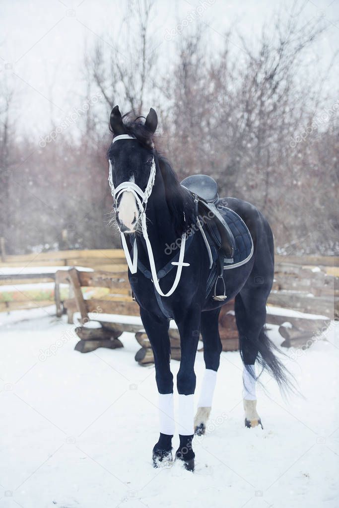 beautiful black horse in winter