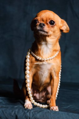 Kızıl saçlı Chihuahua Studio