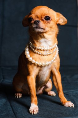 Kızıl saçlı Chihuahua Studio