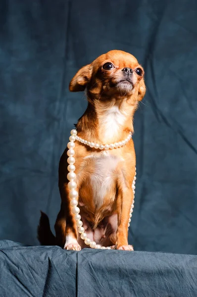 Kızıl saçlı Chihuahua Studio