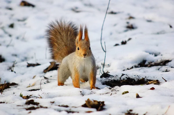 Rotes Eichhörnchen erster Schnee — Stockfoto