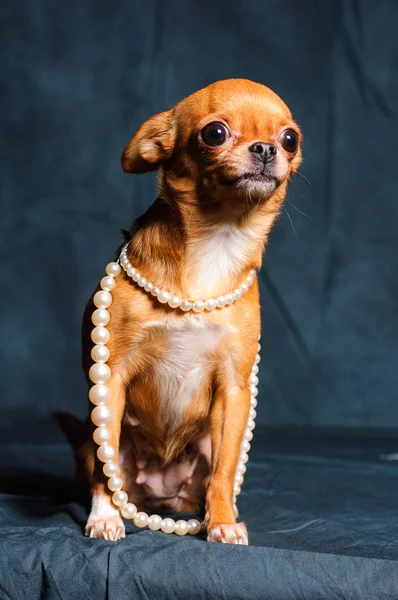 Kızıl saçlı Chihuahua Studio