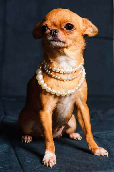 Kızıl saçlı Chihuahua Studio