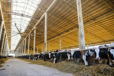 Modern çiftlik barn