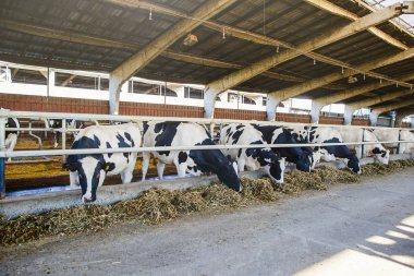 Modern çiftlik barn