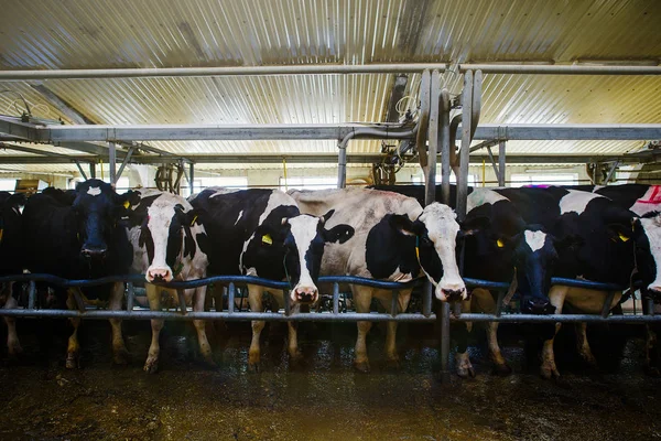 kötü çiftlik barn