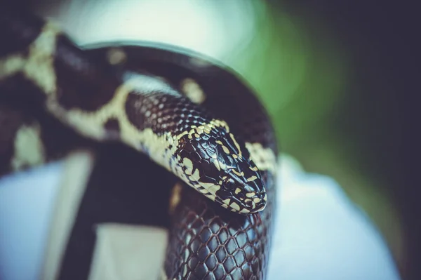 Beautiful corn snake — Stock Photo, Image